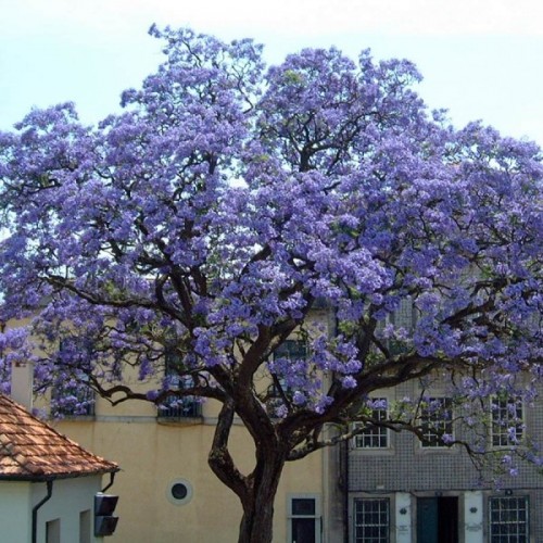 Princess Tree (Paulownia Tomentosa) 500 seeds