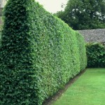 Privet (Ligustrum Vulgare) 100 seeds