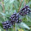 Privet (Ligustrum Vulgare) 5 seeds