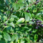 Privet (Ligustrum Vulgare) 100 seeds