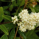 Privet (Ligustrum Vulgare) 15 seeds