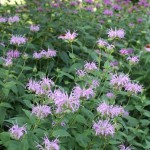 Purple Bergamot (Monarda Media) 100 seeds