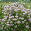 Purple Bergamot (Monarda Media) 100 seeds