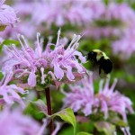 Purple Bergamot (Monarda Media) 100 seeds