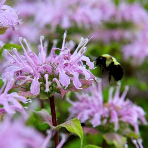 Purple Bergamot (Monarda Media) 100 seeds