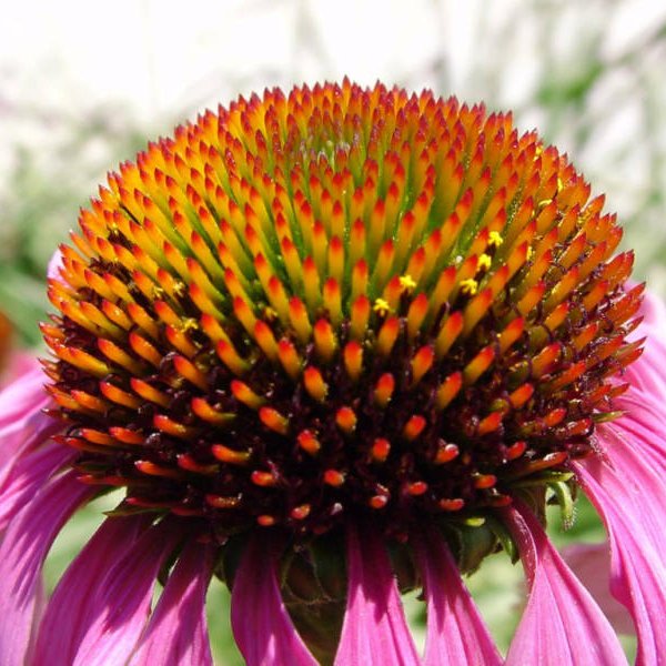 Echinacea purple Coneflower Flower seed Party Favors 50 Pack 