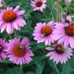 Purple Coneflower (Echinacea Purpurea) 50 seeds