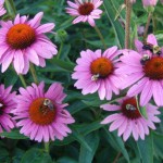 Purple Coneflower (Echinacea Purpurea) 25 seeds