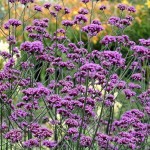 Purpletop Verbena (Verbena Bonariensis) 50 seeds