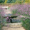 Purpletop Verbena (Verbena Bonariensis) 100 seeds