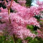 Queen of the Prairie (Filipendula Rubra) 50 seeds