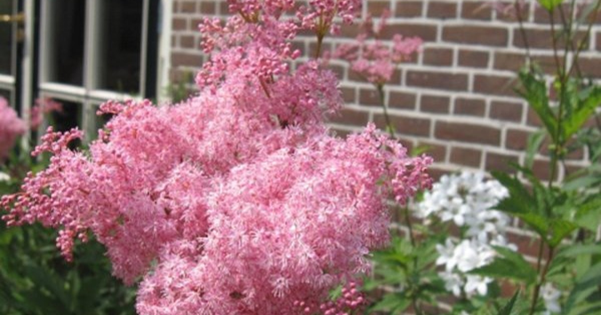 QUEEN OF THE PRAIRIE Filipendula Rubra Hardy Perennial Pink Red 10 Seeds 