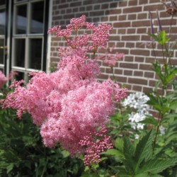 Queen of the Prairie (Filipendula Rubra) 10 seeds