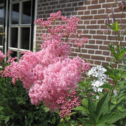 Queen of the Prairie (Filipendula Rubra) 10 seeds