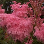 Queen of the Prairie (Filipendula Rubra) 50 seeds