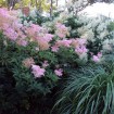 Queen of the Prairie (Filipendula Rubra) 10 seeds