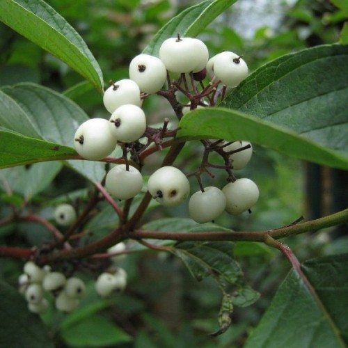 Red Barked Dogwood (Cornus Alba) 10 seeds