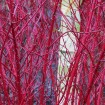 Red Barked Dogwood (Cornus Alba) 20 seeds