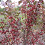 Red Chokeberry Brilliant (Aronia Arbutifolia Brilliantissima) 100 seeds