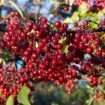 Red Chokeberry Brilliant (Aronia Arbutifolia Brilliantissima) 15 seeds