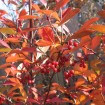 Red Chokeberry Brilliant (Aronia Arbutifolia Brilliantissima) 15 seeds