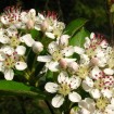 Red Chokeberry Brilliant (Aronia Arbutifolia Brilliantissima) 30 seeds