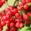 Red Elderberry (Sambucus Pubens) 300 seeds