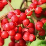 Red Elderberry (Sambucus Pubens) 10 seeds