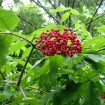 Red Elderberry (Sambucus Pubens) 300 seeds