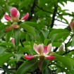 Red Lotus Tree (Manglietia Insignis) 10 seeds