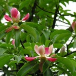 Red Lotus Tree (Manglietia Insignis) 5 seeds