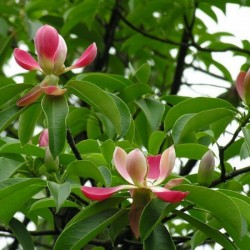 Red Lotus Tree (Manglietia Insignis) 5 seeds