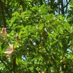 Red Lotus Tree (Manglietia Insignis) 20 seeds