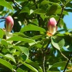 Red Lotus Tree (Manglietia Insignis) 50 seeds