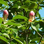 Red Lotus Tree (Manglietia Insignis) 20 seeds