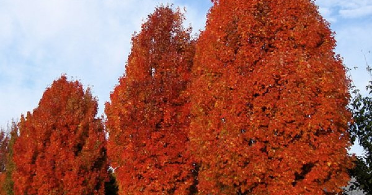 20 seeds Red Maple RP Seeds Acer rubrum 