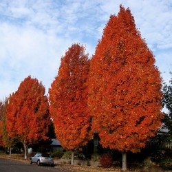 Red Maple (Acer Rubrum) 10 seeds