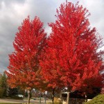 Red Maple (Acer Rubrum) 10 seeds