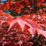 Red Maple (Acer Rubrum) 10 seeds