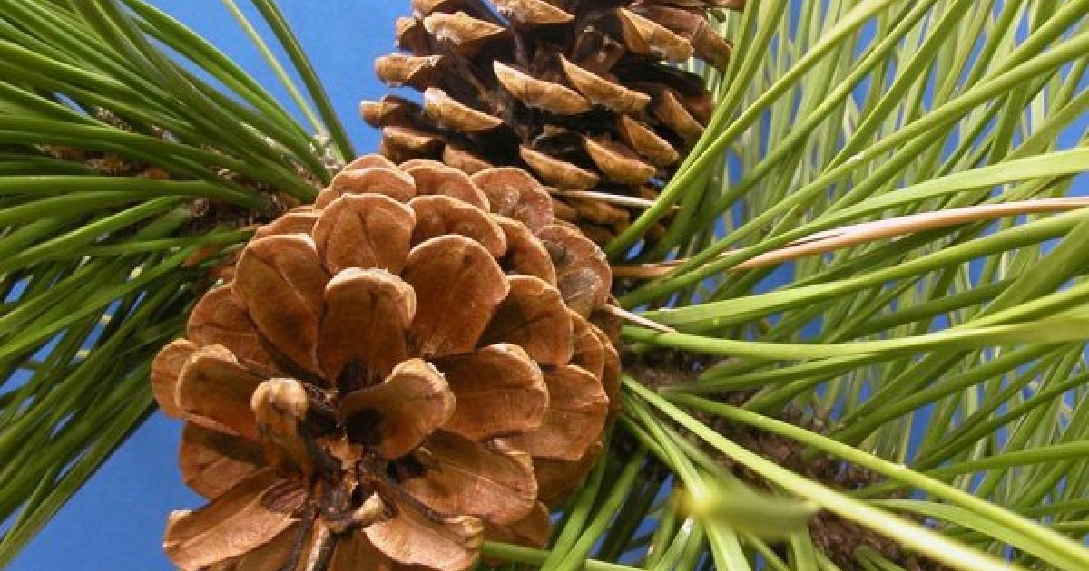 Buy Red Pine (Pinus Resinosa) 4 seeds online :: Seeds :: HobbySeeds Store