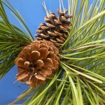 Red Pine (Pinus Resinosa) 10 seeds