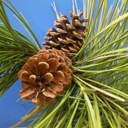 Red Pine (Pinus Resinosa) 4 seeds