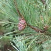 Red Pine (Pinus Resinosa) 4 seeds