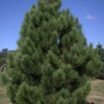 Red Pine (Pinus Resinosa) 10 seeds