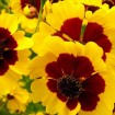 Dyer's Tickseed (Coreopsis Tinctoria) 200 seeds