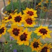 Dyer's Tickseed (Coreopsis Tinctoria) 25 seeds