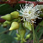 Red River Gum (Eucalyptus Camaldulensis) 100 seeds