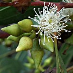 Red River Gum (Eucalyptus Camaldulensis) 200 seeds