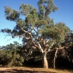 Red River Gum (Eucalyptus Camaldulensis) 200 seeds