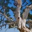 Red River Gum (Eucalyptus Camaldulensis) 200 seeds